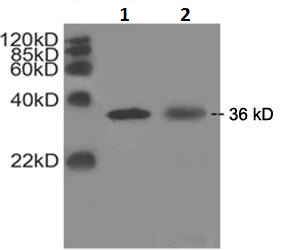 Mouse Monoclonal Antibody to PCNA (Clone : 4C10G3)(Discontinued)