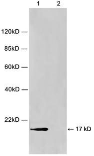 Rabbit Polyclonal Antibody to Histone H2A(Discontinued)