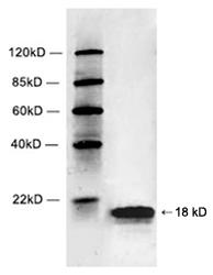 Rabbit Polyclonal Antibody to Histone 2B(Discontinued)