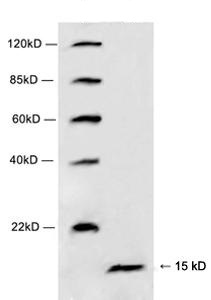 Rabbit Polyclonal Antibody to Histone H4(Discontinued)