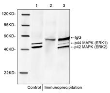 Rabbit Polyclonal Antibody to ERK2(Discontinued)
