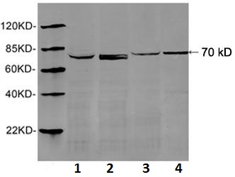 Rabbit Polyclonal Antibody to HSP70(Discontinued)