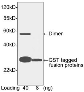 HRP conjugated Goat Polyclonal Antibody to GST-tag(Discontinued)