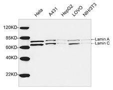Rabbit Polyclonal Antibody to Lamin A+C(Discontinued)