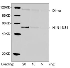 Rabbit Polyclonal Antibody to H1N1 NS1(Discontinued)