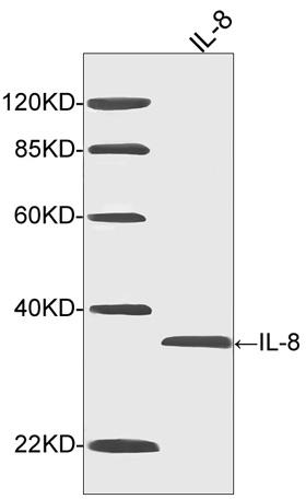 Figure-1 : Western blot analysis of Human IL-8 Antibody (Clone: 1A7C8) at 1 µg/ml on human recombinant IL-8 fusion protein, IRDye 800 Conjugated Goat Anti-Mouse IgG was used as secondary antibody.