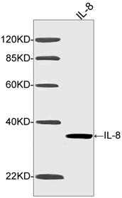 Figure-1 : Western blot analysis of Human IL-8 Antibody (Clone: 4H7C7) at 1 µg/ml on human recombinant IL-8 fusion protein, IRDye 800 Conjugated Goat Anti-Mouse IgG was used as secondary antibody.