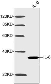 Figure-1 : Western blot analysis of IL-8 Antibody (Clone: 4H8F8) at 1 µg/ml on human recombinant IL-8 fusion protein, IRDye 800 Conjugated Goat Anti-Mouse IgG was used as Secondry antibody.