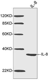 Mouse Monoclonal Antibody to IL-8 (Clone : 3D4C3)(Discontinued)