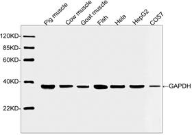 Figure-1 : Western blot analysis of GAPDH Antibody (Clone: 3B1E9 ) at 1 µg/ml on Pig muscle, Cow muscle, Goat  muscle, Fish (tissue lysates) and HeLa, HepG2, COS7 cell lysates.
