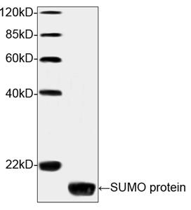 Mouse Monoclonal Antibody to SUMO-tag (Clone : 4G11E9)