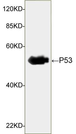 Figure-2 : Western blot analysis of p53 Antibody (Clone: 2D2G6) at 1 µg/ml on UV-treated HEK 293 cell lysates, IRDye 800 Conjugated Goat Anti-mouse IgG was used as secondry Antibody.