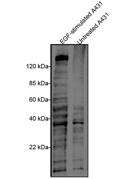 Mouse Monoclonal Antibody to Phosphotyrosine (Clone : 18E10D2)(Discontinued)