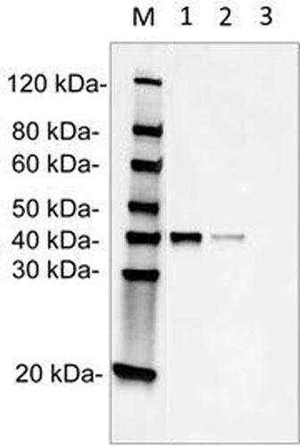 Figure-2 : Western Blot analysis of MTR Antibody (Clone: 11G1D7)  at 1 μg/ml on Human MTR recombinant protein (1-3: 25 ng, 5 ng, 1 ng), IRDye 800 conjugated Goat anti-Mouse IgG was used as Secondary Antibody at 0.125 μg/ml.