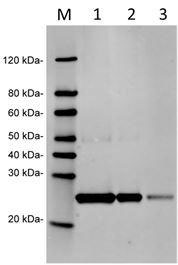 Figure-3 : Western Blot analysis of Human RPL17 Antibody (Clone: 6H11E8) at 1 μg/ml on Human RPL17 recombinant protein (1-3: 50 ng, 25 ng & 10 ng).IRDye 800 conjugated Goat anti-Mouse IgG was used as Secondary Antibody at 0.125 μg/ml.