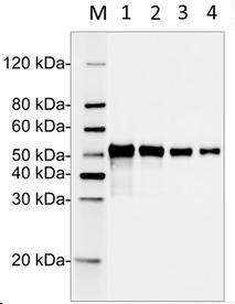 Figure-2 : Western Blot analysis of DDX41 Antibody (Clone: 4F3E11) at 1 μg/ml on Human DDX41 recombinant protein (1-4: 50 ng, 25 ng, 10 ng & 5 ng), IRDye 800 conjugated Goat anti-Mouse IgG was used as Secondary Antibody at 0.125 μg/ml.