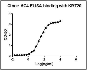 Figure-1 : ELISA binding of KRT20 Antibody (Clone: 5G4) with Human KRT20 recombinant protein, Coating antigen: KRT20 at  1 µg/ml, KRT20 antibody dilutions start from 1000 ng/ml, EC50= 28.85 ng/ml.