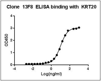 Figure-1 : ELISA binding of KRT20 Antibody (Clone: 13F8) with Human KRT20 recombinant protein, Coating antigen: KRT20 at 1 µg/ml, KRT20 antibody dilutions start from 1000 ng/ml, EC50= 10.03 ng/ml