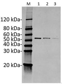 Figure-3 : Western blot analysis of KRT20 Antibody (Clone: 13F8) at 1 μg/ml on Human KRT20 recombinant protein (1-3: 50 ng, 25 ng, 10 ng respectively), IRDye 800 conjugated Goat anti-Mouse IgG was used as Secondary Antibody at 0.125 μg/ml.