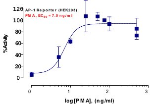 AP-1 Reporter Assay