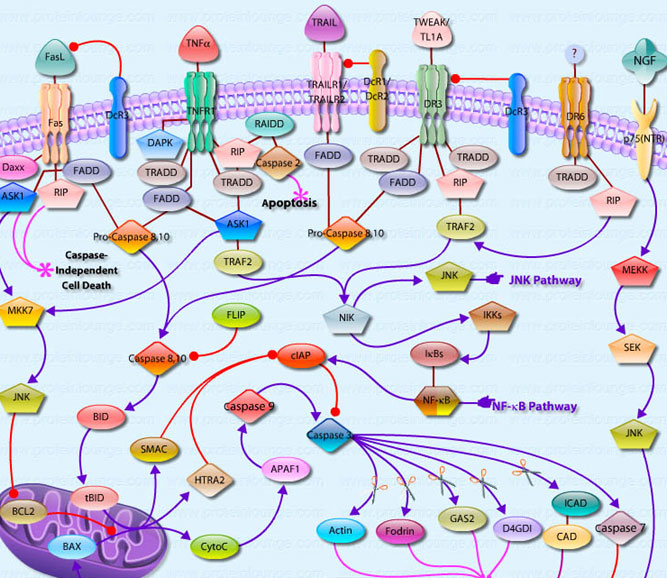 Apoptosis through Death Receptors