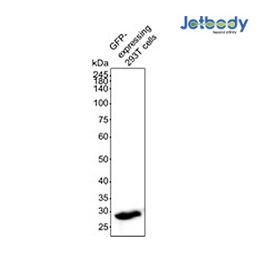Figure 3: GFP-expressing 293T cell lysates were subjected to SDS-PAGE followed by western blot with anti-GFP VHH antibody (JOT0001-1) at dilution of 1:3000 incubated at room temperature for 1.5 hours.