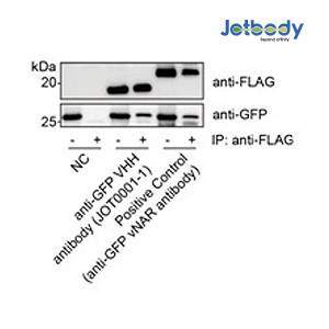 Figure 4 : 293T cells co-express GFP and single domain antibodies with a C-terminal 3xFLAG tag. VHH or VHH binding with GFP in cell lysate was captured by anti-FLAG magnetic beads and the eluate was then subjected to WB analysis. - represents pre- pulldown by anti-Flag magnetic beads. + represents post-pulldown by anti-Flag magnetic beads.