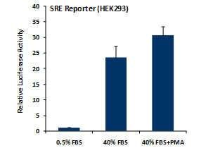 SRE Reporter Assay