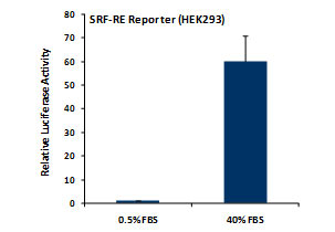 SRF-RE Reporter Assay