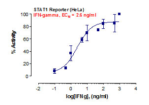 STAT1 Reporter Assay