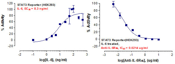 STAT3 Reporter Assay