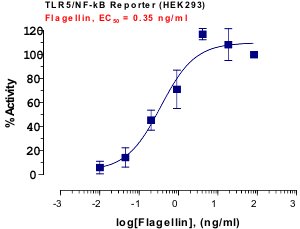 TLR5 Reporter Assay