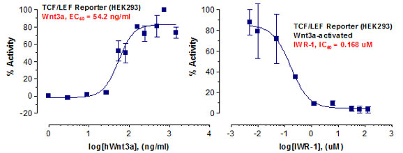 Wnt Reporter Assay