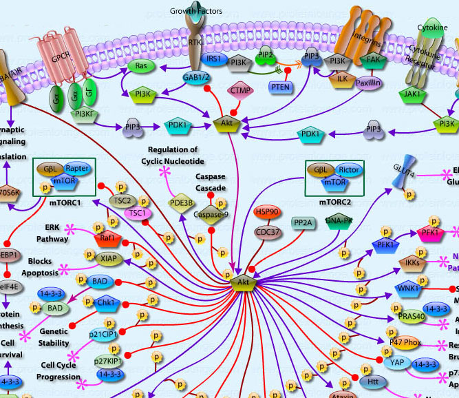 Akt Signaling