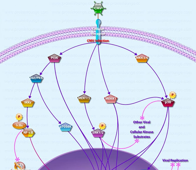 CMV and MAPK Pathways