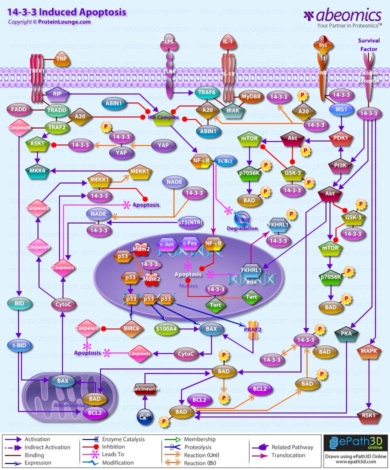 14-3-3 Induced Apoptosis