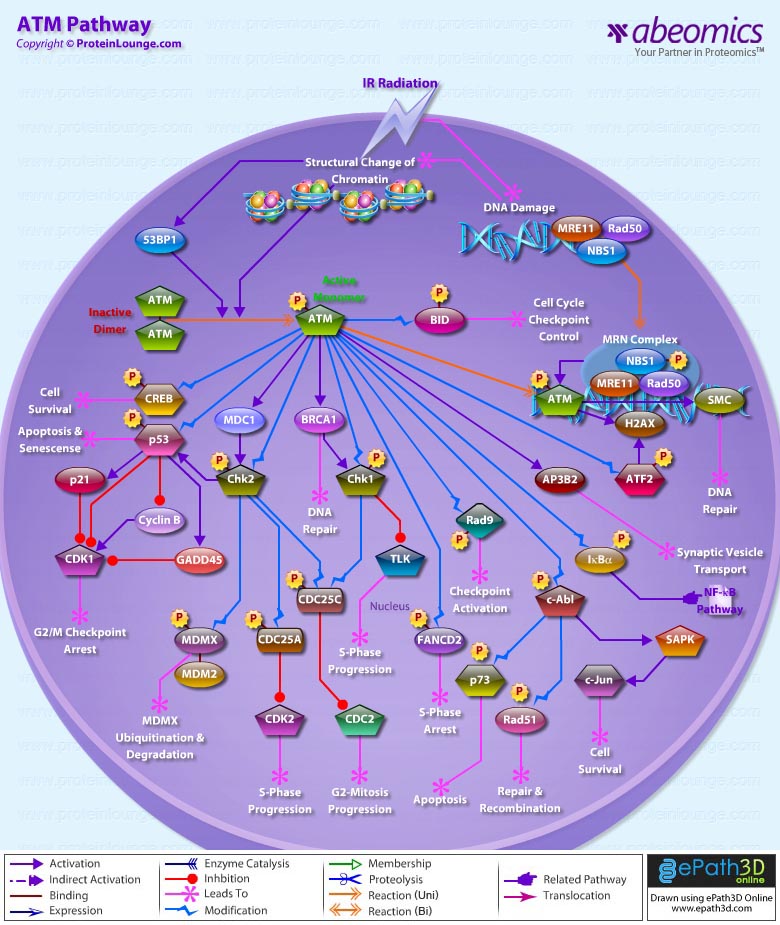 ATM Pathway