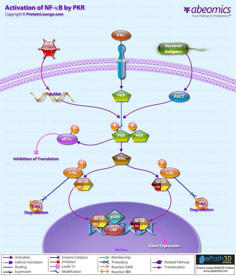 Activation of NF-KappaB by PKR