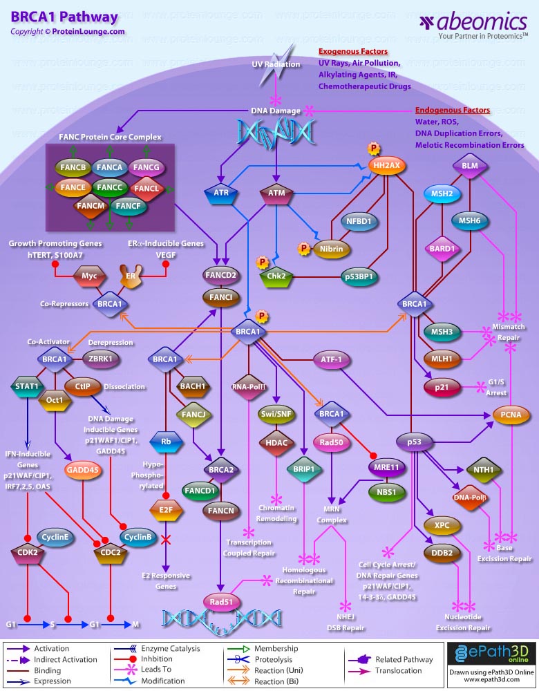 BRCA1 Pathway