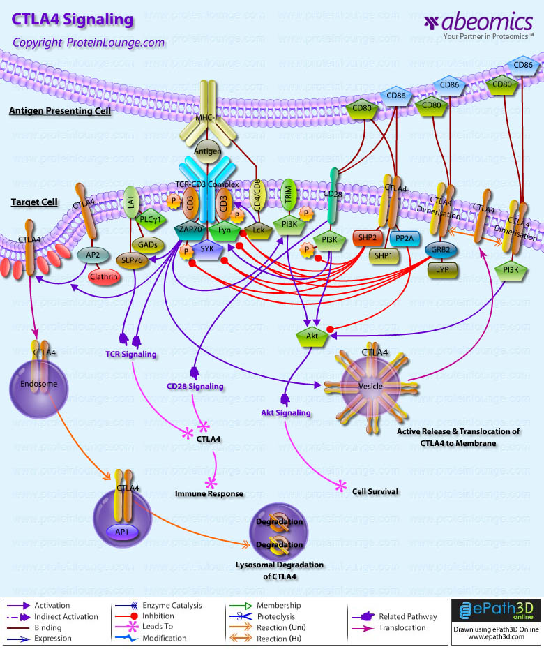 CTLA4 Signaling