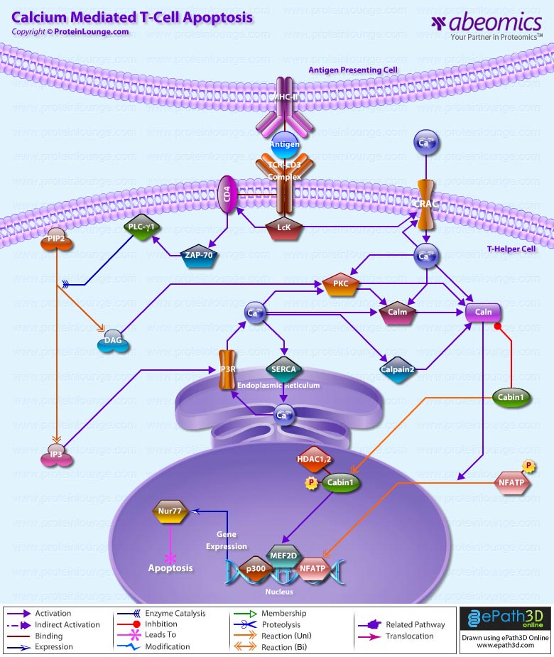 Calcium Mediated T-Cell Apoptosis