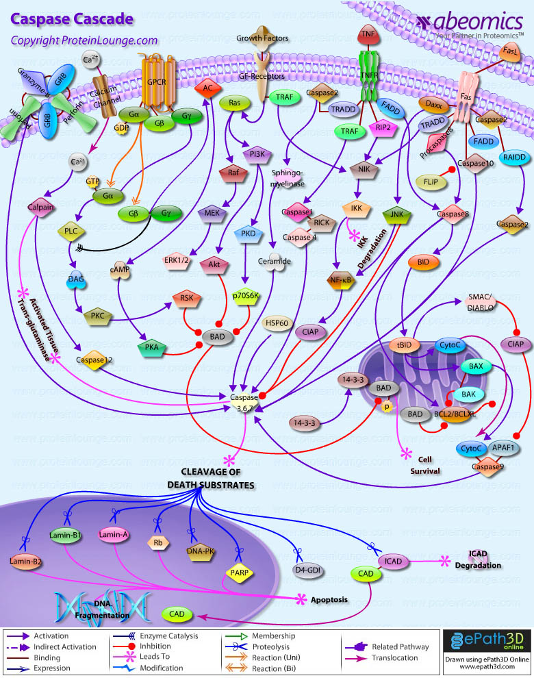 caspase cascade