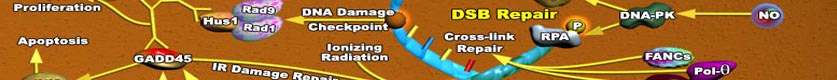 DNA methylation and Repair