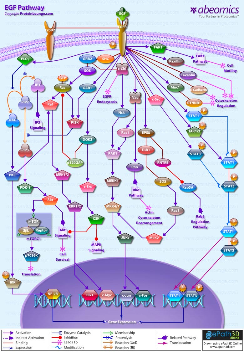 EGF Pathway