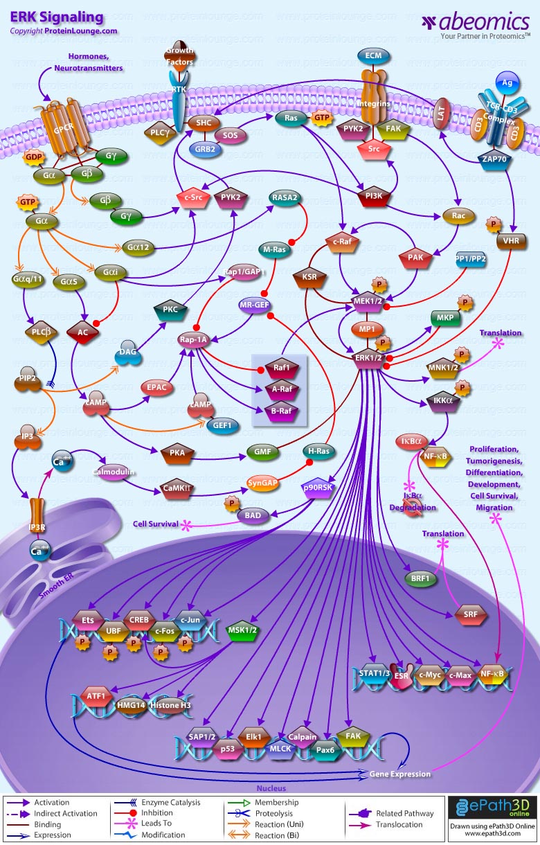 The ERK Signal Transduction Pathway: R&D Systems