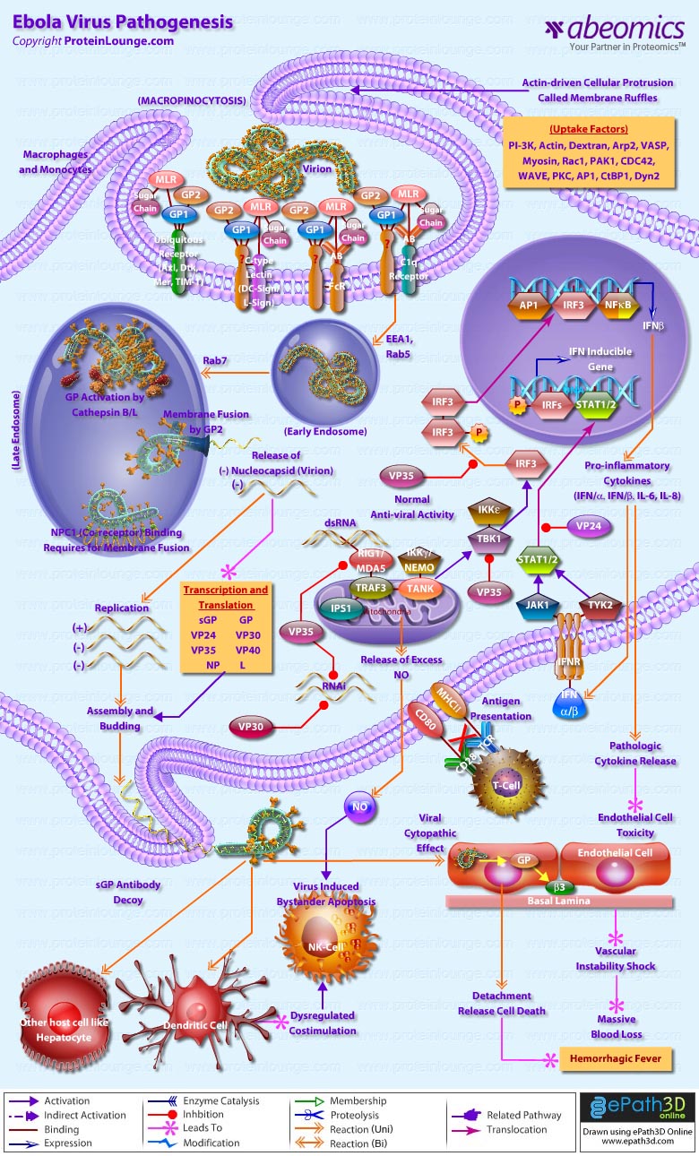 Ebola Virus Pathogenesis