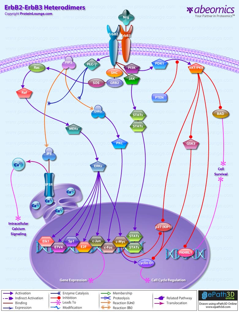 ErbB2-ErbB3 Heterodimers