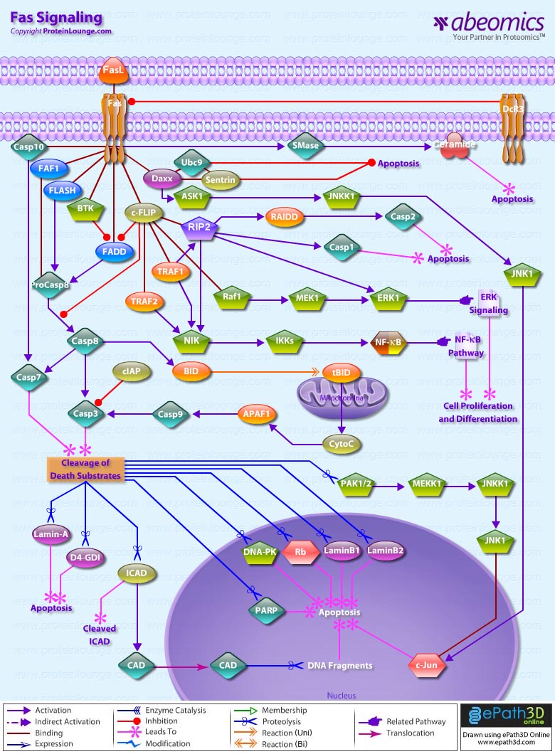 Fas Signaling