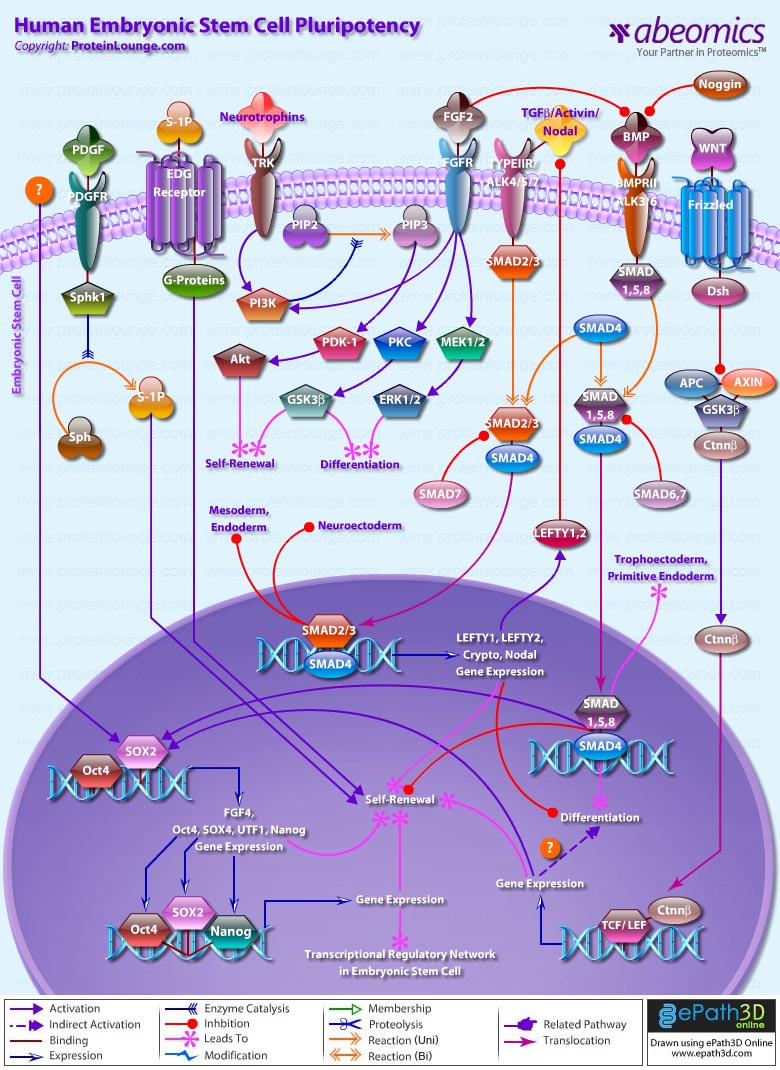 Human Embryonic Stem Cell Pluripotency