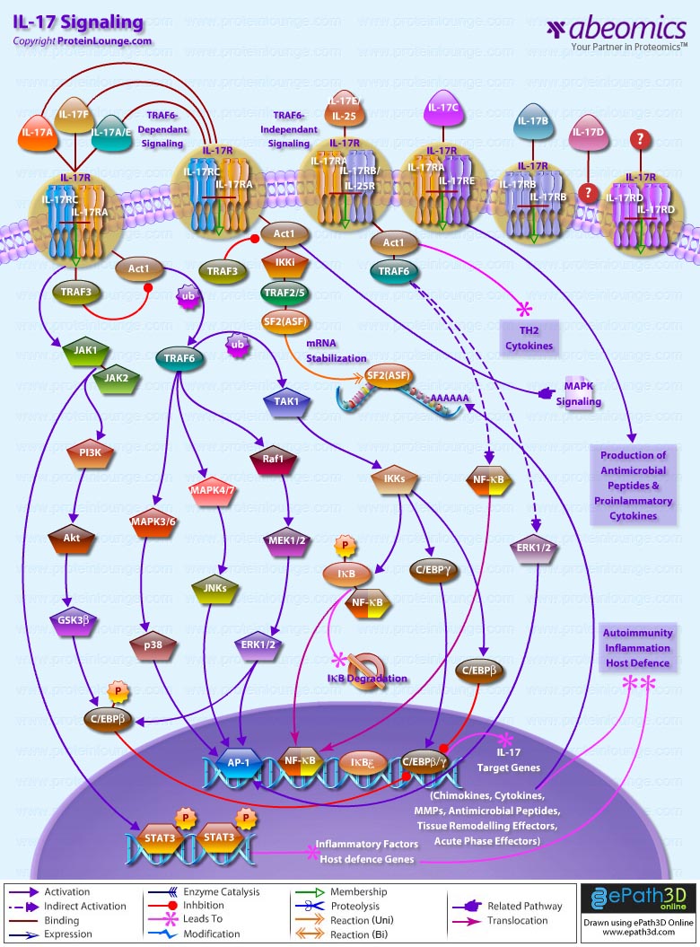 IL-17 Signaling